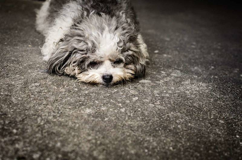 Homeless shabby doggy is lie down on the street, stock photo