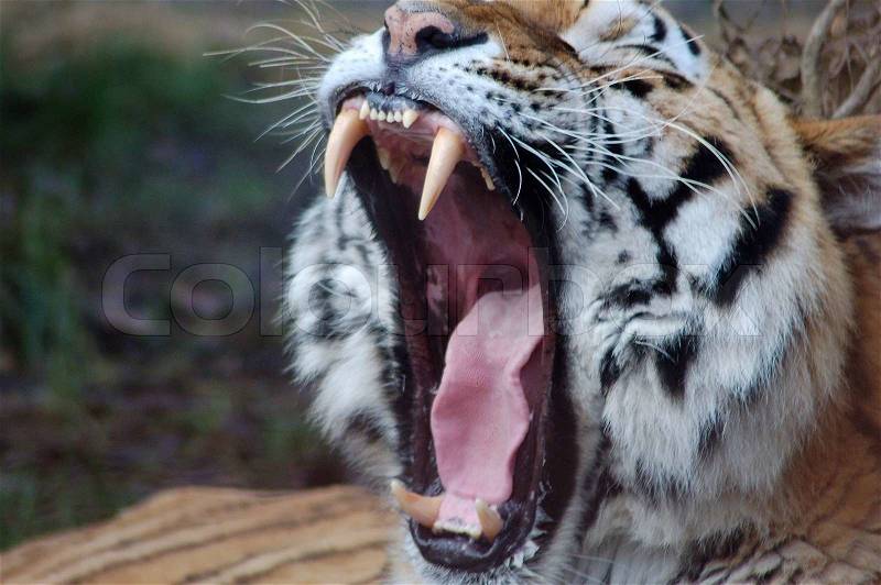 Tiger jaws, stock photo