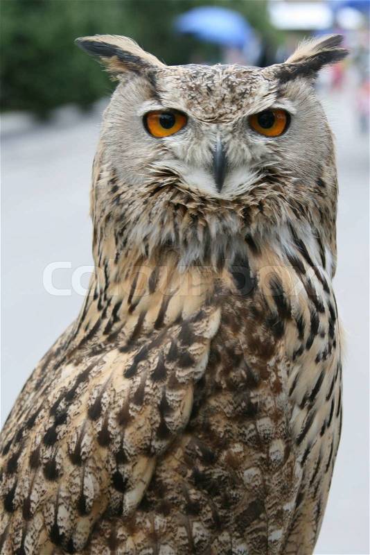 Owl bird animal, stock photo