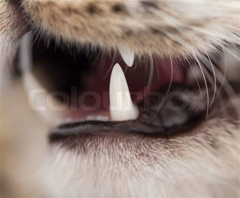 Teeth evil cat as the backdrop. macro, stock photo
