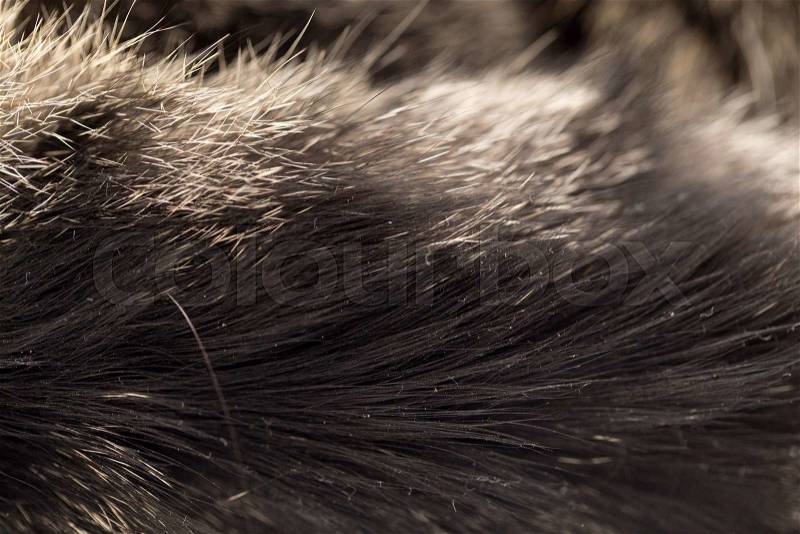 Cat fur as background. texture, stock photo