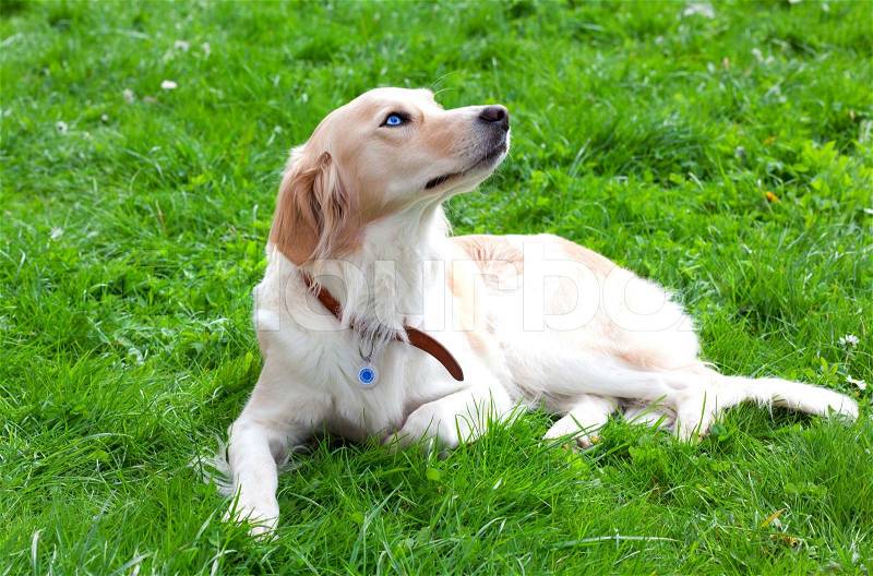 Lying dog on the grass, stock photo