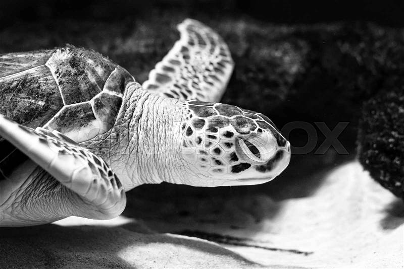Sea turtle closeup black and white photo grain added, stock photo