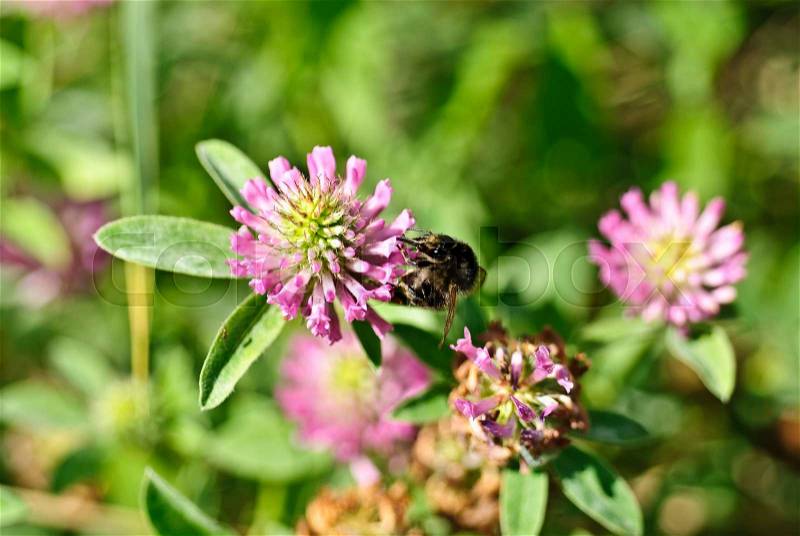 Bumblebee on the pink clover trefoil flower , close-up, stock photo