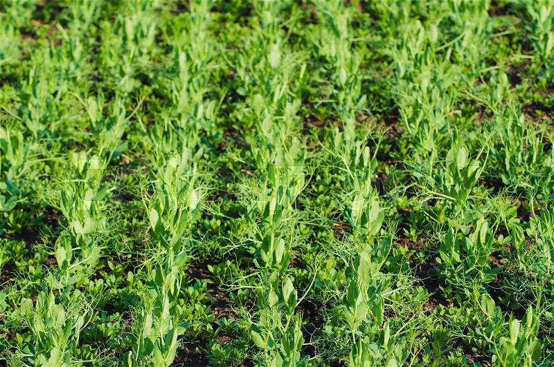 Spring field with growing young pea plants - agricultural seasonal background, stock photo