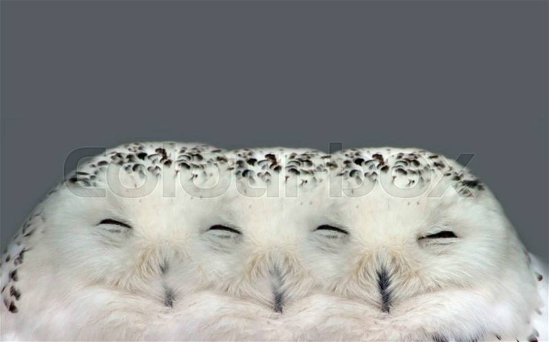 Illusion of Dreamy Snow Owl Dream, stock photo