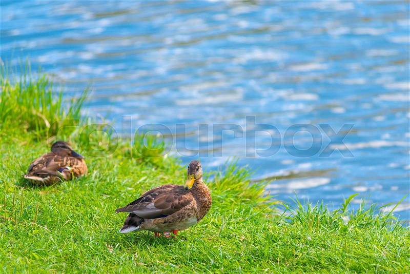 Two ducks resting by the lake on a green lawn, stock photo