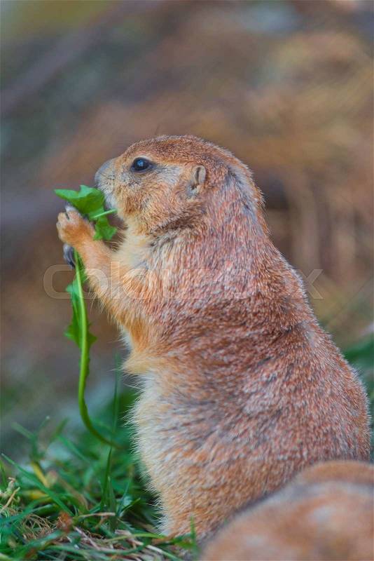 Furry marmot eating grass, close-up photo, stock photo