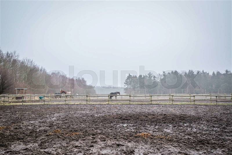 Muddy field with fenced horses at autumn, stock photo