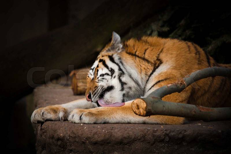 Tiger licking the paws on a big rock, stock photo