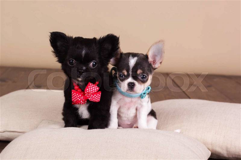 Two chihuahua dogs are wearing collars and sitting on pillows , stock photo