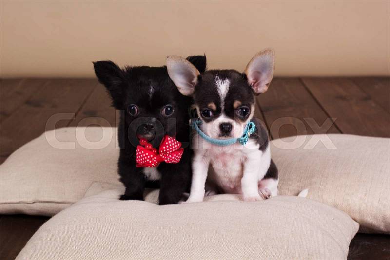 Chihuahua dog are wearing collars and sitting on pillows , stock photo