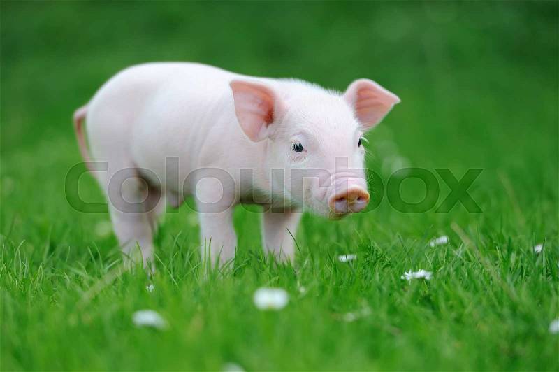 Young funny pig on a spring green grass, stock photo