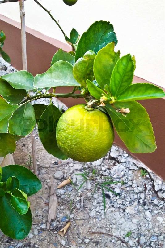 Green lemon - lemon tree -limes - lime tree, stock photo