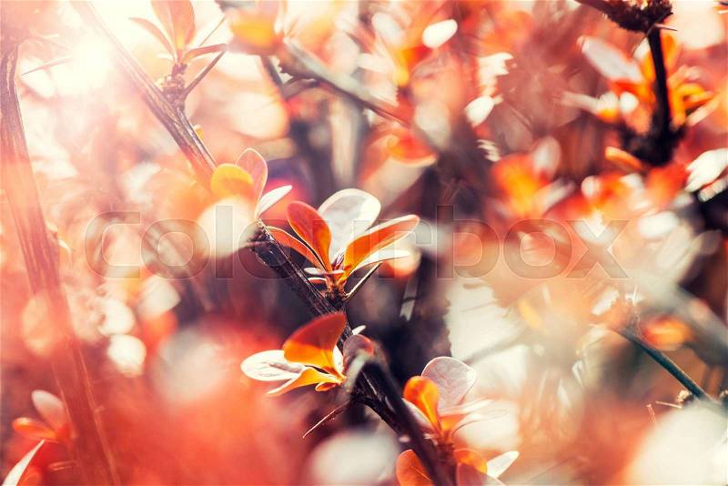 Blossom of the orange tree as the sign of spring time,selective focus, stock photo