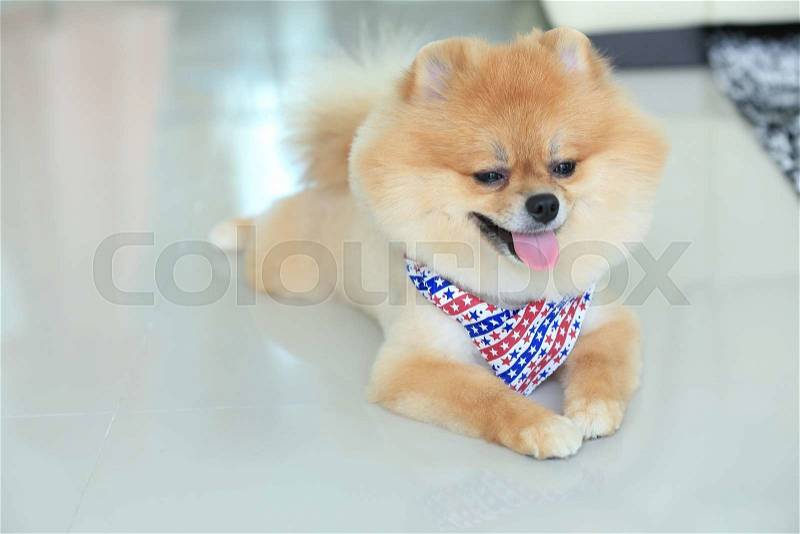 Pomeranian dog puppy cute pet in home, stock photo