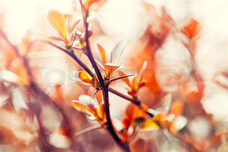 Blossom of the orange tree with thorn as the sign of spring time,selective focus, stock photo