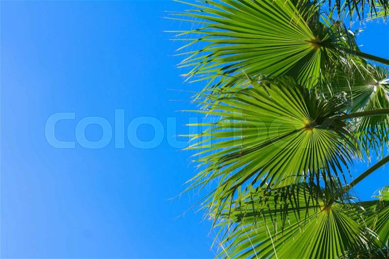 Palm tree green leaves on bright blue sky background, stock photo