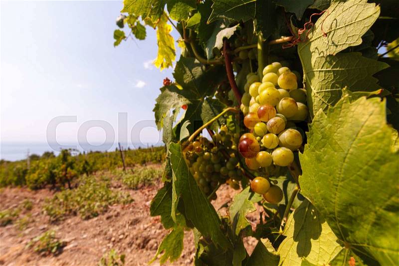The bunch of grapes at vineyards on sea background, stock photo
