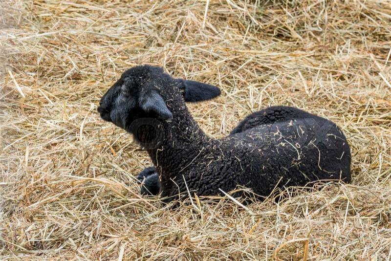 A black sheep lying on straw, stock photo