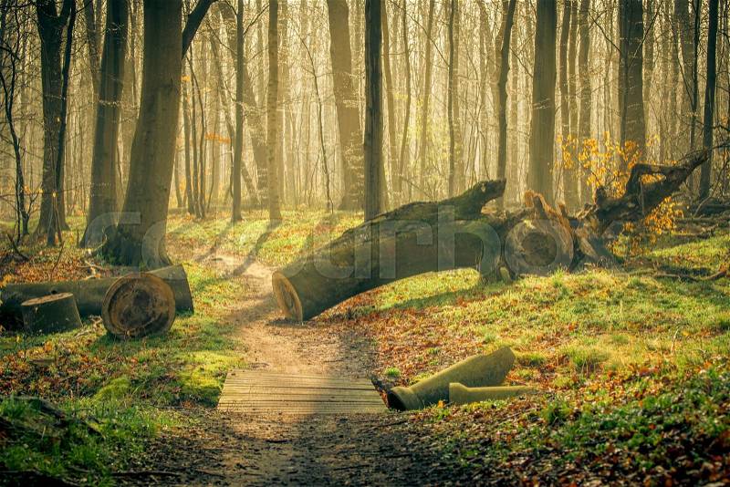 Springtime in the forest with shining sun, stock photo