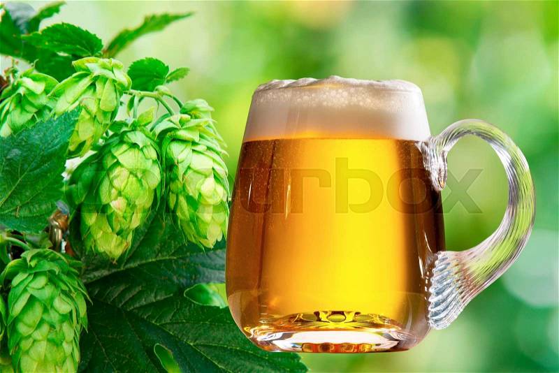 Hop cones with glass of beer in the hop field, stock photo