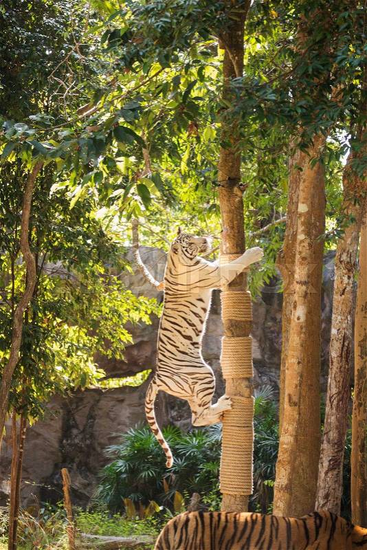 White tiger take jumping to the tree, stock photo