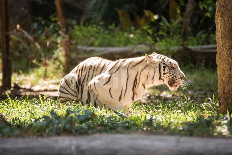 The white tiger resting on the grass, stock photo