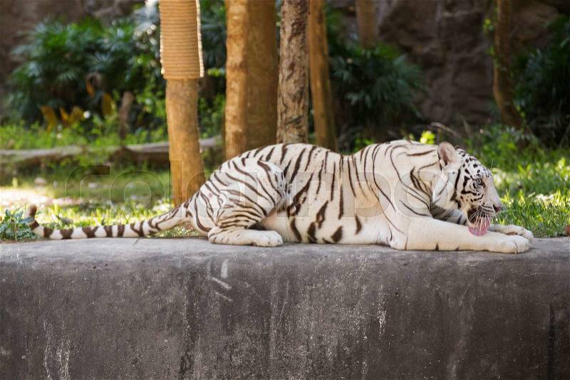 The white tiger resting and Licking Nose with Tongue, stock photo