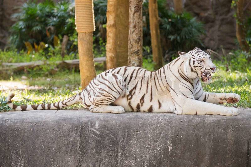 The white tiger resting on the floor, stock photo