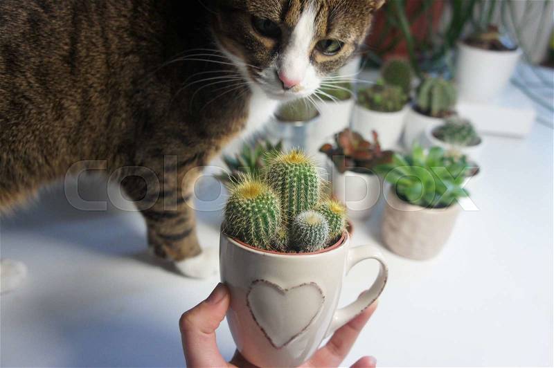 Mix of cactuses in the white light room and funny cat , stock photo