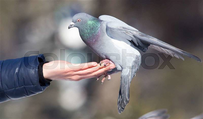 Pigeon on the hand on nature, stock photo