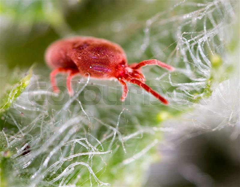 Red tick in nature. macro, stock photo