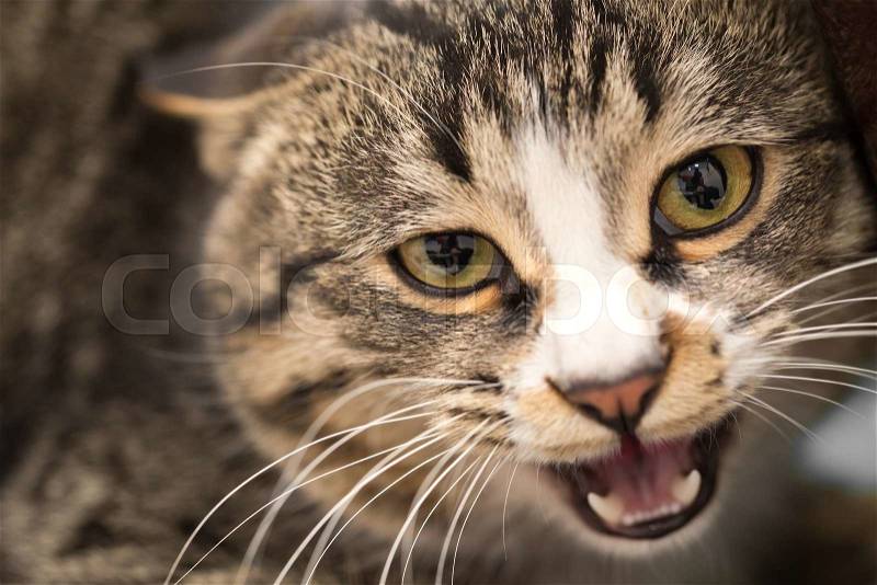 Portrait of an evil cat. macro, stock photo