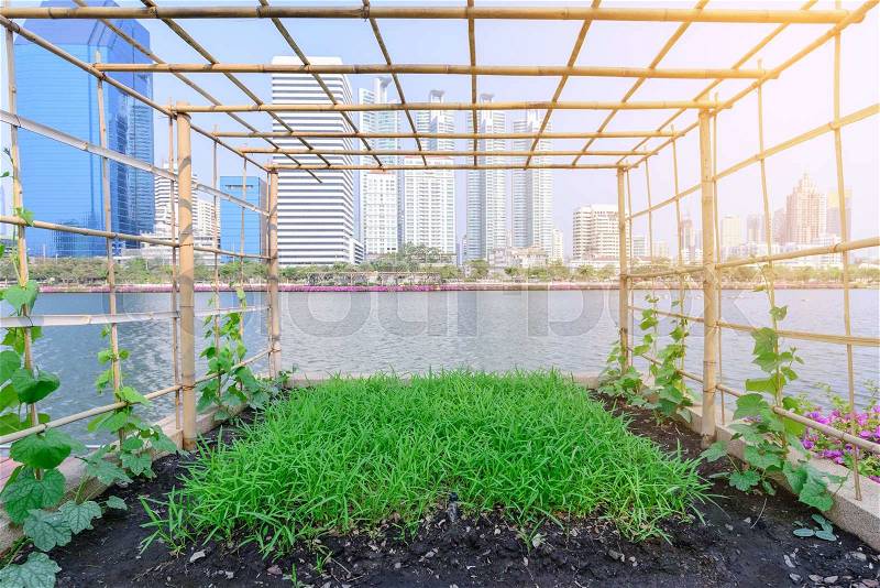 Vegetable plantation in urban garden, stock photo