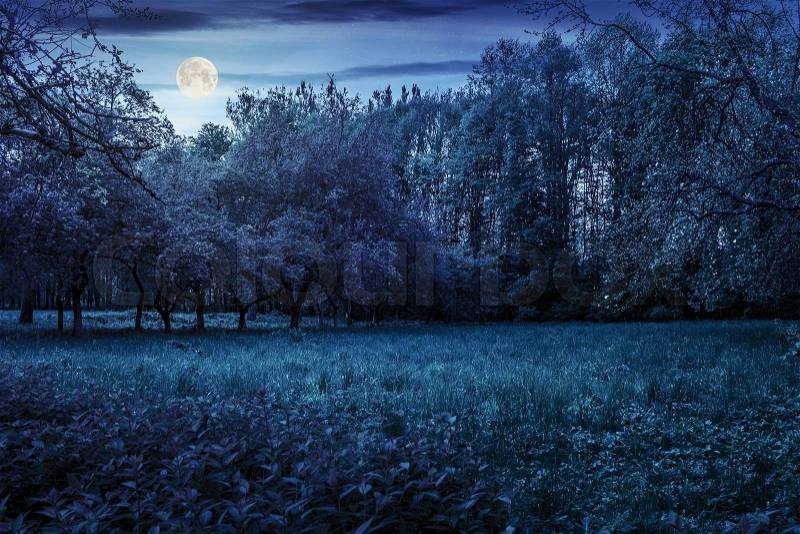 Lawn in the shade of fruit trees of green fruit garden in spring at night in full moon light, stock photo