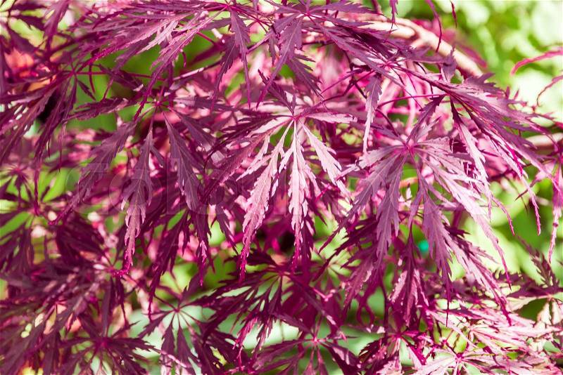 Japanese maple leaves, natural summer background. selective focus, stock photo