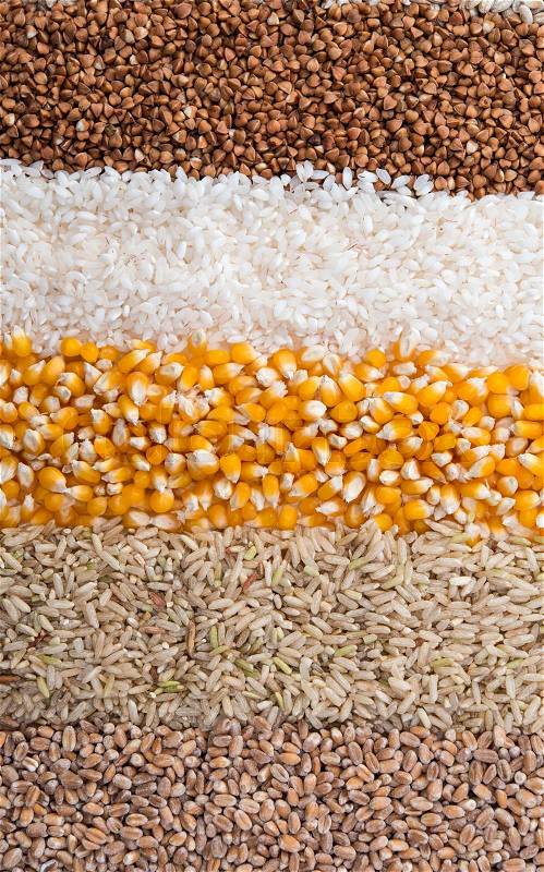 Collection Set of Cereal Grains: Wheat, Barley, Oat, Corn, Millet, Rice, Buckwheat, closeup , stock photo