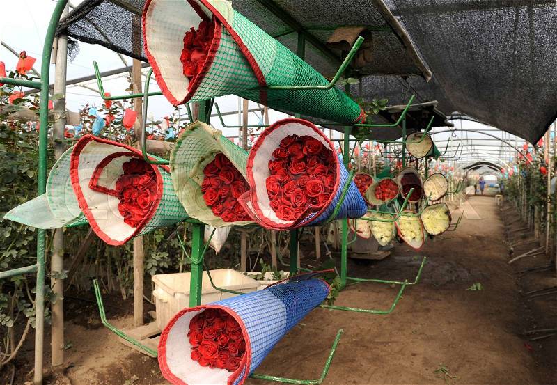 Roses Harvest, plantation in Tumbaco, Cayambe, Ecuador, South America, stock photo