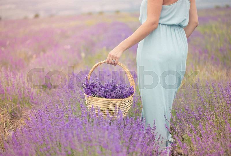 Beautiful girl with basket in a lavender field, stock photo