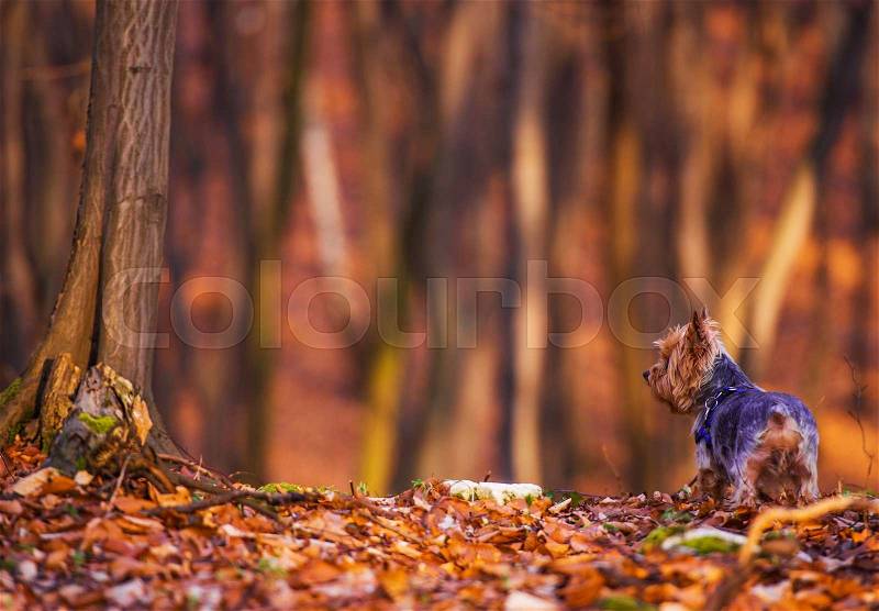 Dog Forest Walk. Middle Age Silky Terrier Fun in the Forest, stock photo