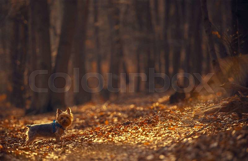 The Dog Walk in the Forest with Large Copy Space Background. Australian Silky Terrier, stock photo