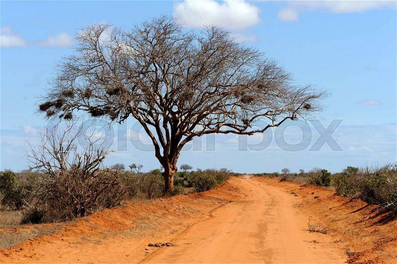 Beautiful landscape with tree in Africa, stock photo
