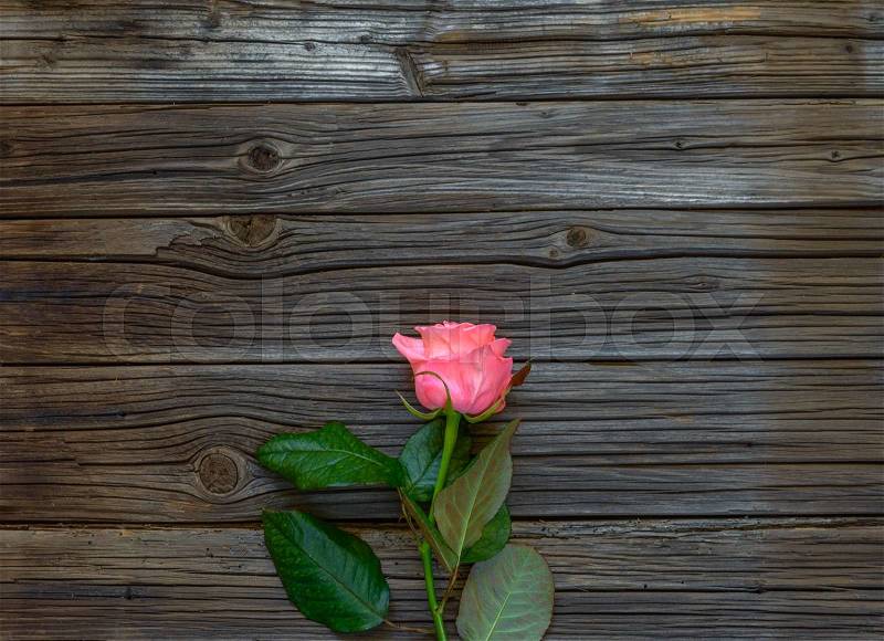 Single lovely pink rose on stem with green leaves against knotted dark wood slats, stock photo