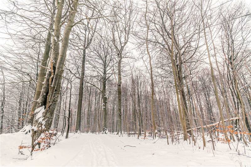 Forest in the winter with tall trees in the snow, stock photo