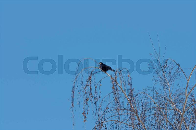 Raven sitting on top of the tree against the blue sky, stock photo