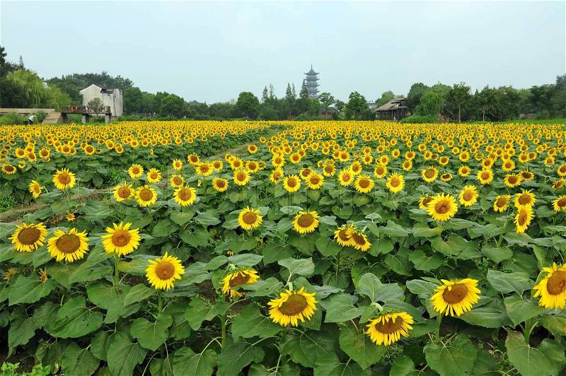 China village near the sunflower field in Wuzhen town, Zhejiang province, China, stock photo