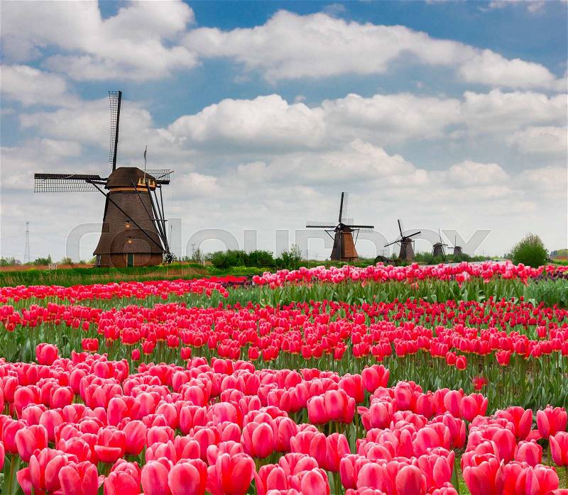 Dutch windmills with blooming tulips at spring, Holland, stock photo
