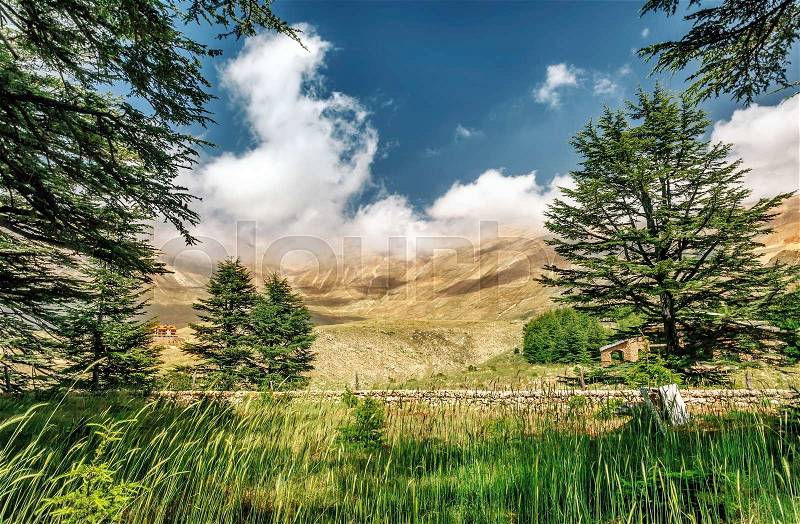 Cedars of Lebanon, beautiful ancient cedar tree forest in the mountains, amazing Lebanese nature, peaceful landscape of a National Park Reserve, Bsharre village, North of Lebanon , stock photo
