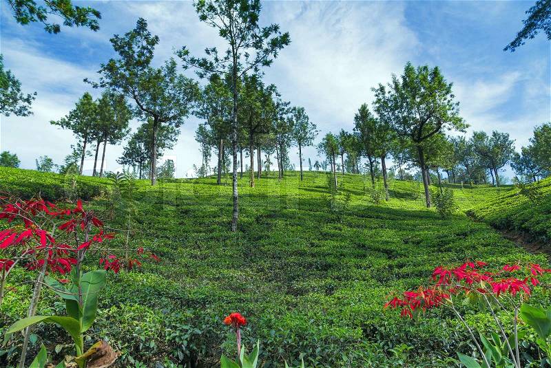 Green tea leaf, Tea plantations - Landscape with green fields of tea in Sri Lanka, stock photo